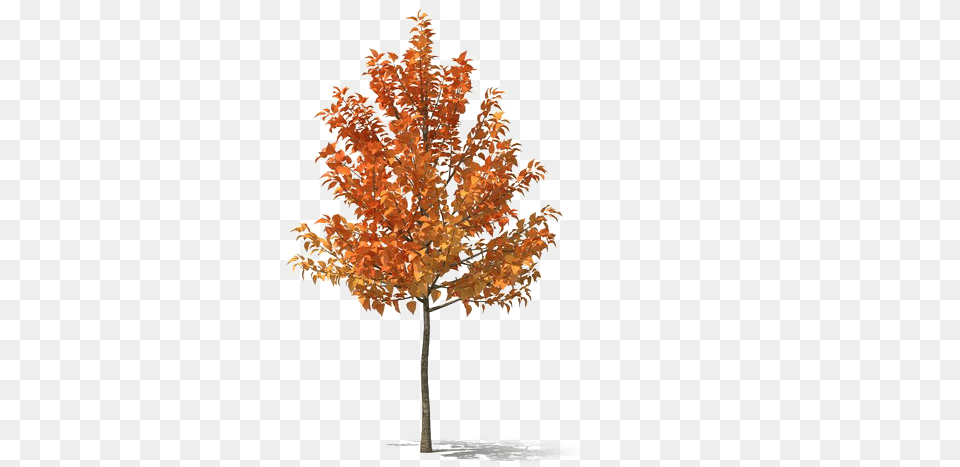 Fall Tree Hd Small Autumn Tree, Leaf, Maple, Plant, Chandelier Free Transparent Png