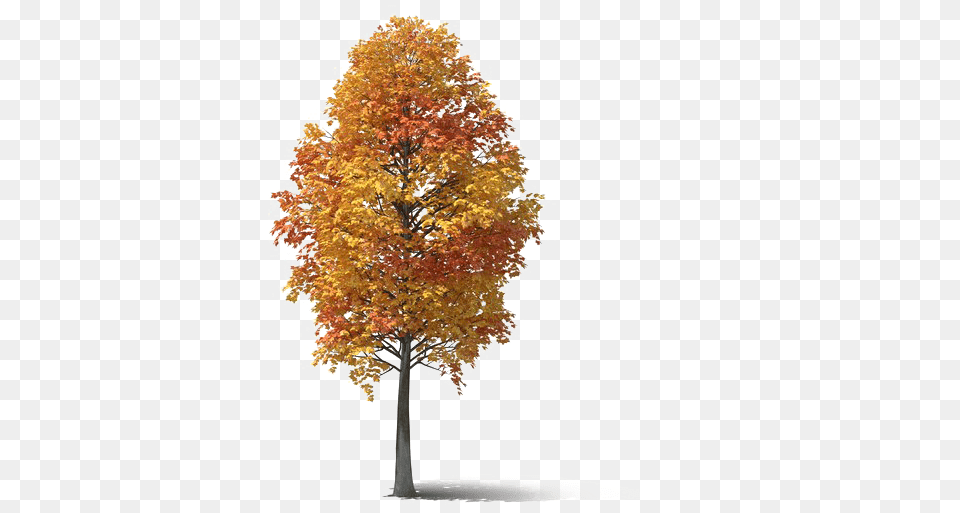 Fall Tree Photo Maple Leaf, Plant Free Png Download