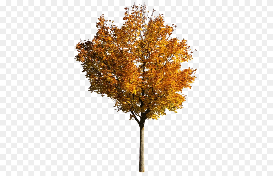 Fall Tree Photos Mart Fall Tree, Leaf, Maple, Plant Free Png Download