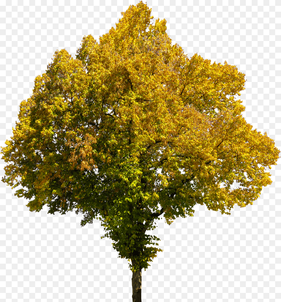 Fall Tree Transparent Background Png