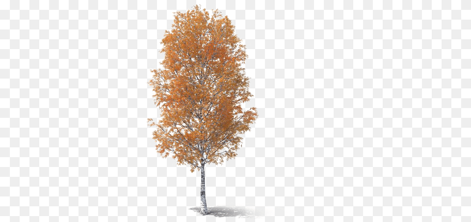 Fall Tree Picture Pond Pine, Plant, Maple, Oak, Sycamore Free Transparent Png