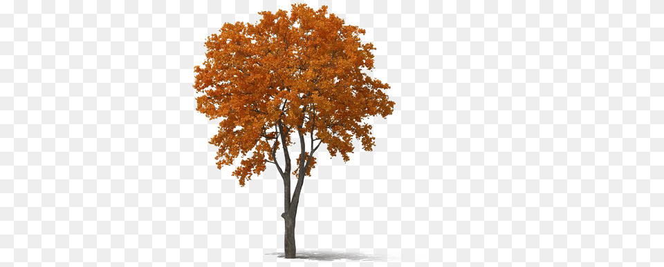 Fall Tree Transparent Transparent Fall Tree, Maple, Plant, Oak, Sycamore Png