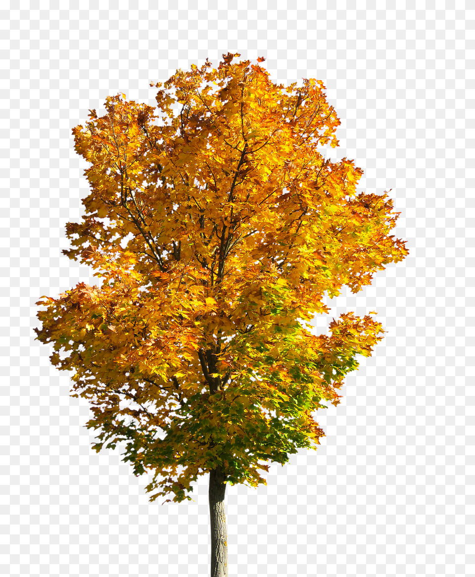 Fall Tree Tree Fall Autumn Autumnleaves Autumn Fall Tree, Leaf, Maple, Plant, Tree Trunk Free Transparent Png