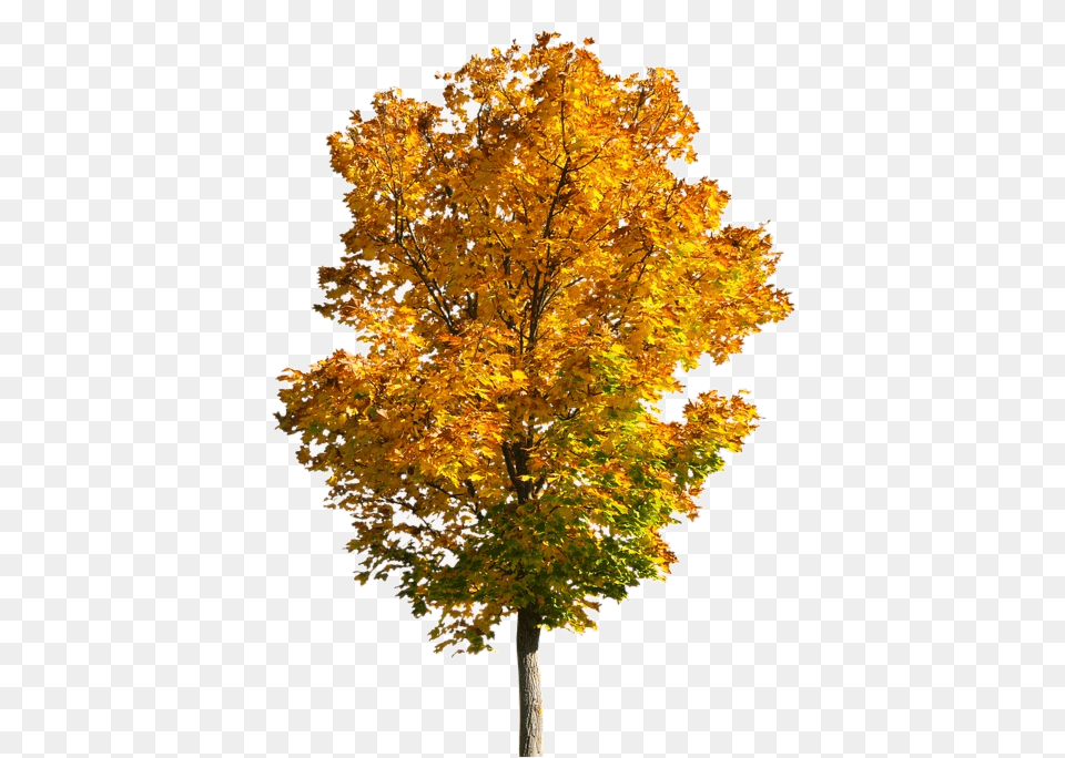 Fall Tree Trees Clipart Fall Tree, Leaf, Maple, Plant Free Transparent Png