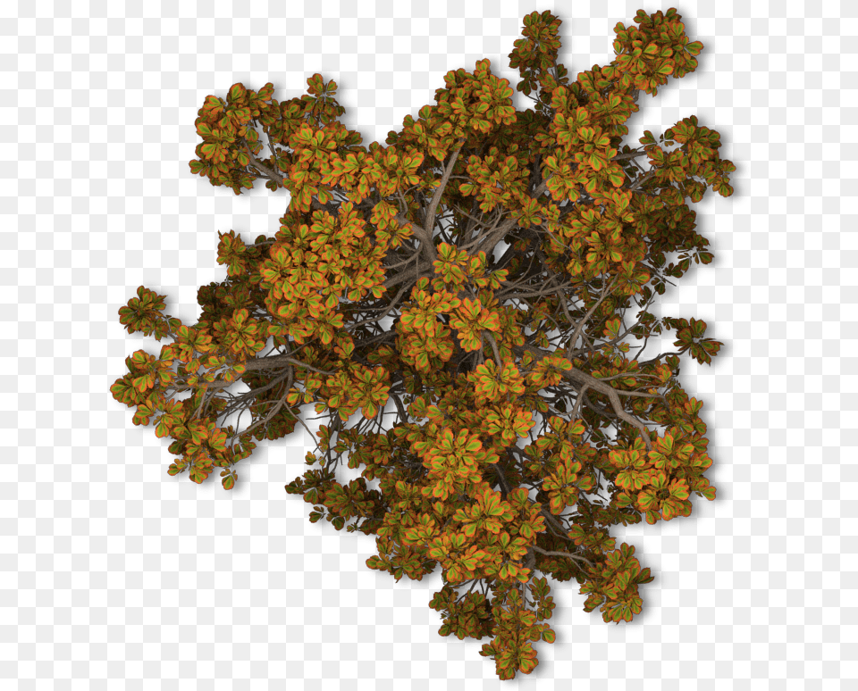 Fall Tree Trees Top View, Plant, Pattern, Ornament, Fractal Free Transparent Png