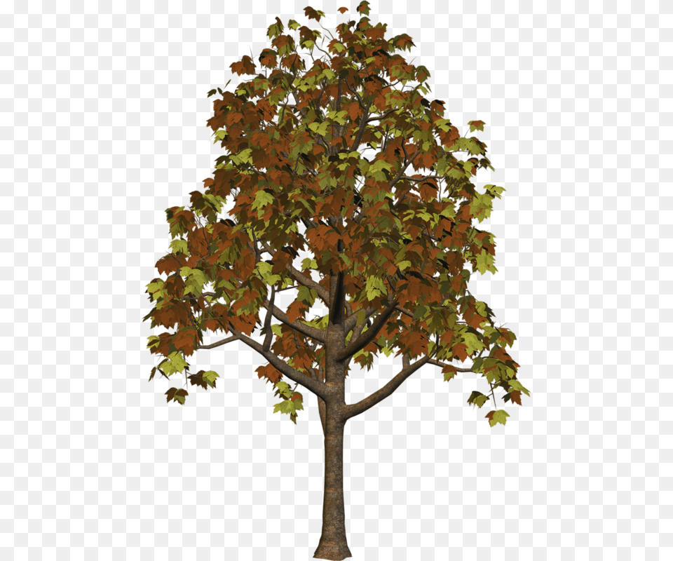 Fall Trees, Leaf, Maple, Oak, Plant Free Transparent Png