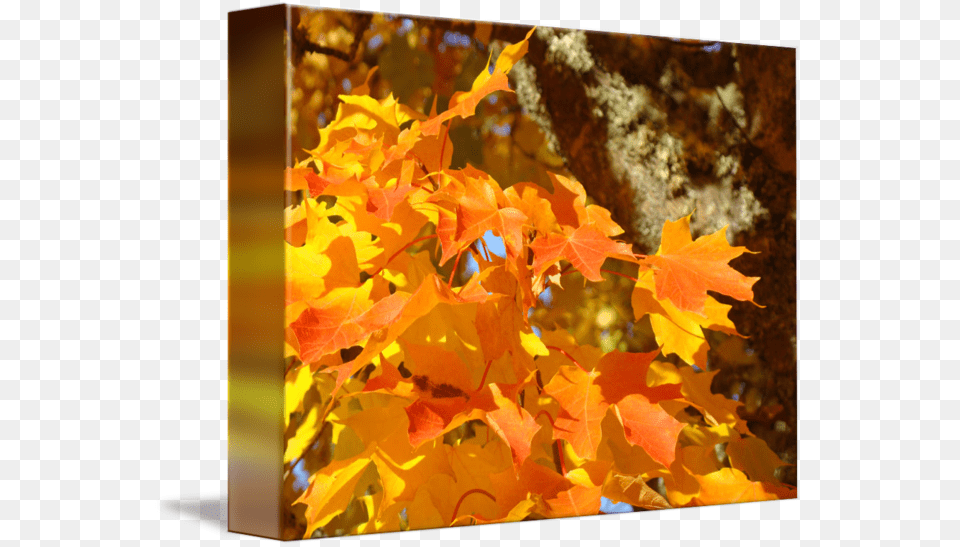 Fall Trees Images Tree Canvas Prints Nature, Leaf, Maple, Plant Png Image