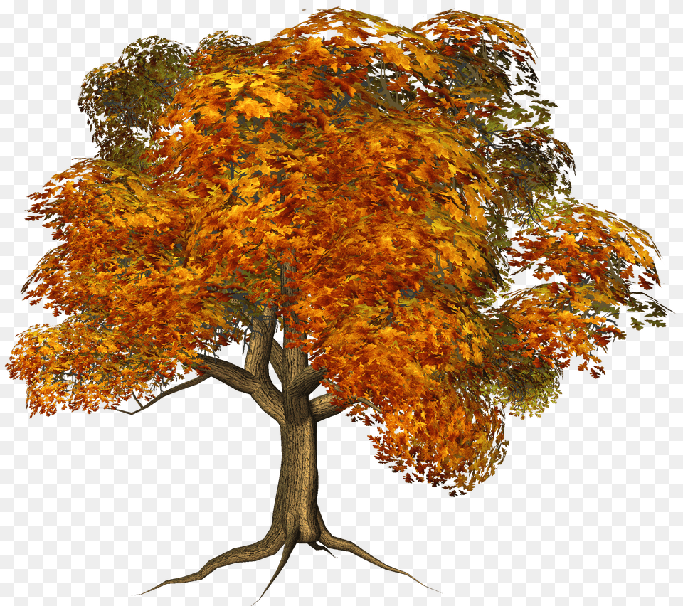 Fall Trees No Background Background Autumn Trees Free Png