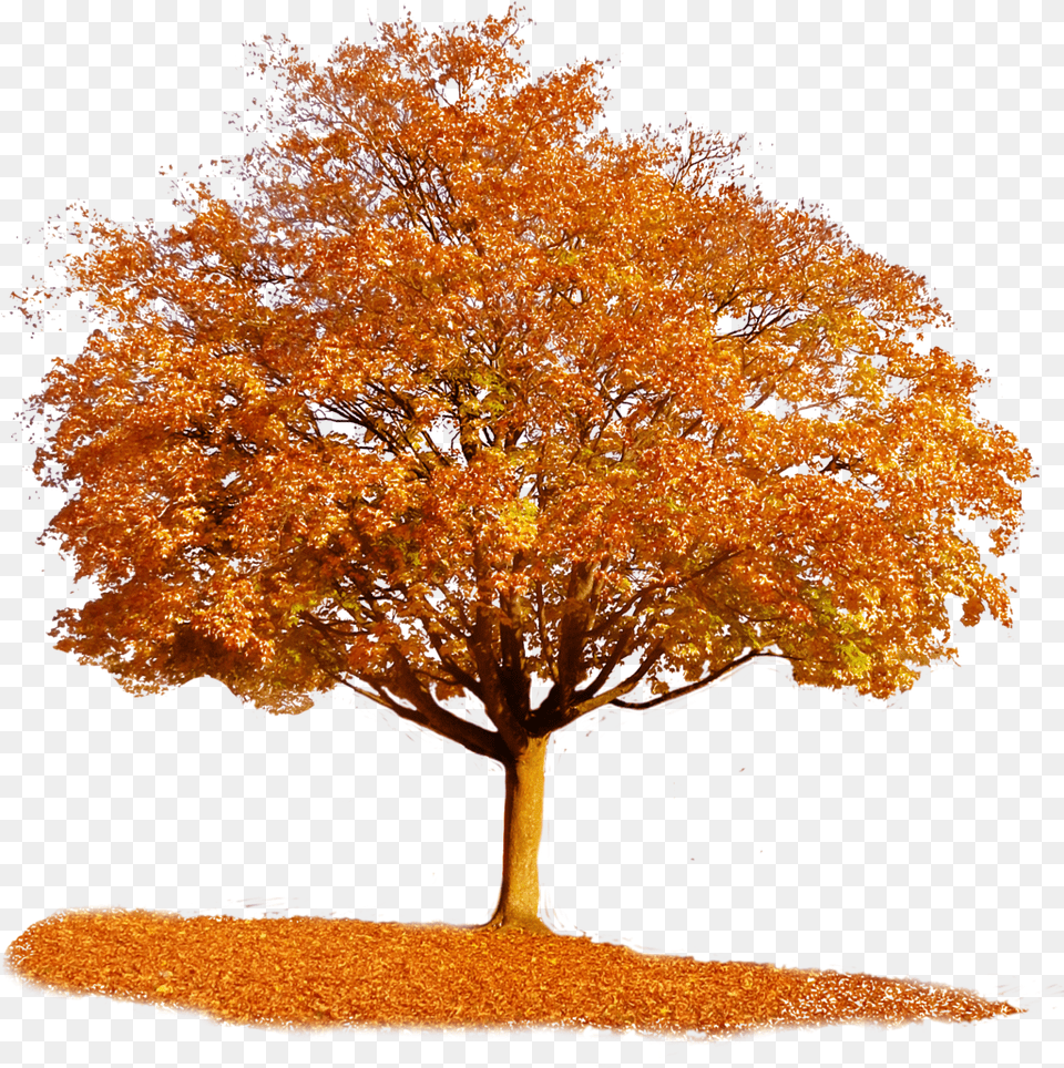 Fall Trees Transparent U0026 Clipart Ywd Transparent Autumn Tree, Maple, Plant, Tree Trunk, Leaf Png