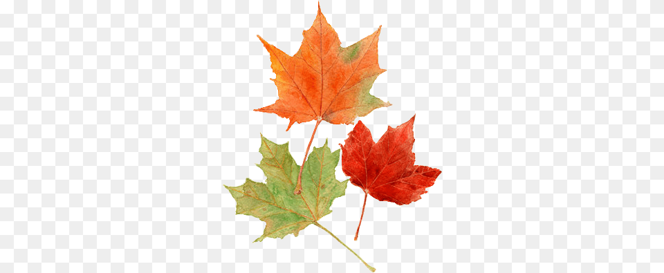 Fall Tumblr 4 Image Autumn, Leaf, Maple, Plant, Tree Free Transparent Png