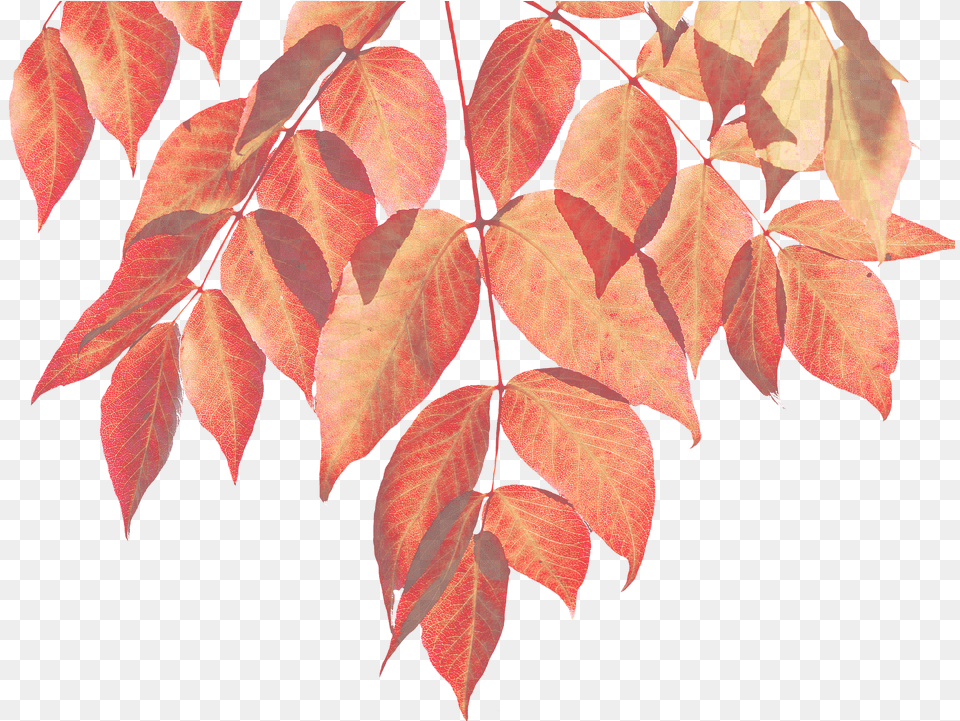 Fall Watercolor Leaves, Leaf, Plant, Tree, Maple Free Png Download