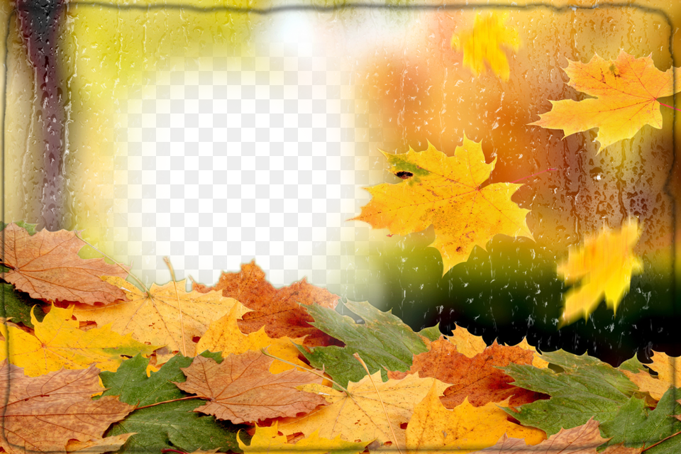 Fall Welcome Back, Leaf, Plant, Tree, Maple Png