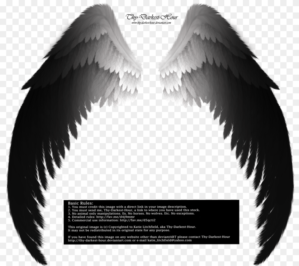 Fallen Angel Wing Real Black Angel Wings, Advertisement, Poster, Animal, Bird Free Png Download