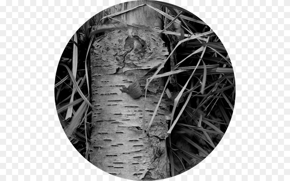 Fallen Birch In Grasses Grasses, Hole, Photography, Plant, Tree Free Png