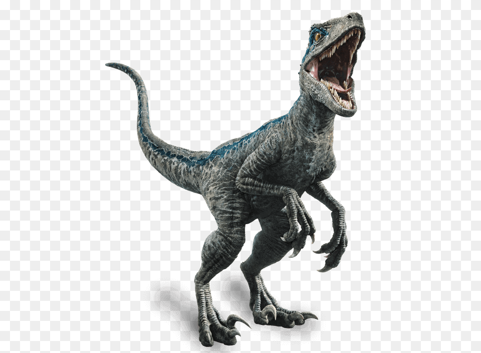 Fallen Kingdom Blue The Velociraptor By Velociraptor Blue, Animal, Dinosaur, Reptile, T-rex Free Png Download