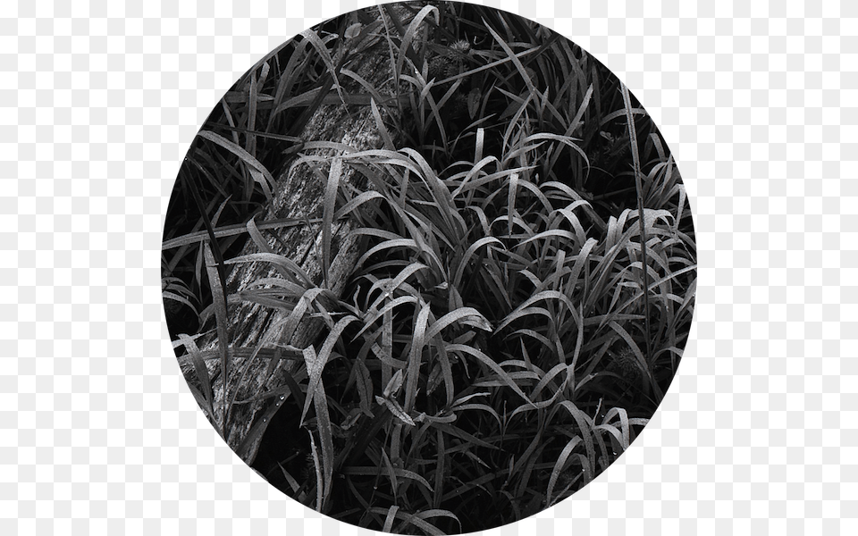 Fallen Tree In Dew Covered Grasses Grass, Ice, Nature, Outdoors, Photography Free Png