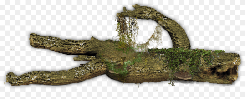 Fallen Tree Transparent Background, Plant, Tree Trunk, Moss, Wood Png