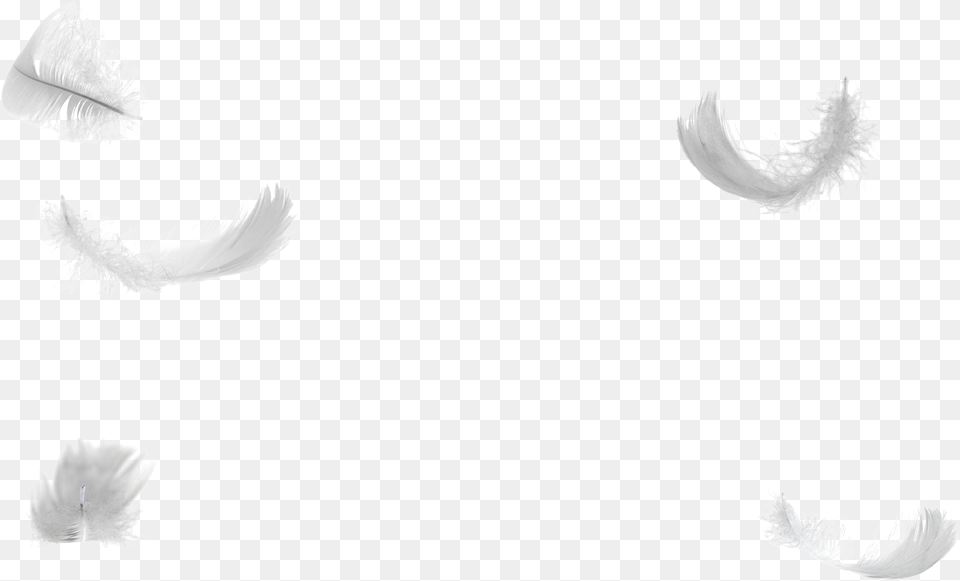 Falling Angel Feathers Free Transparent Png