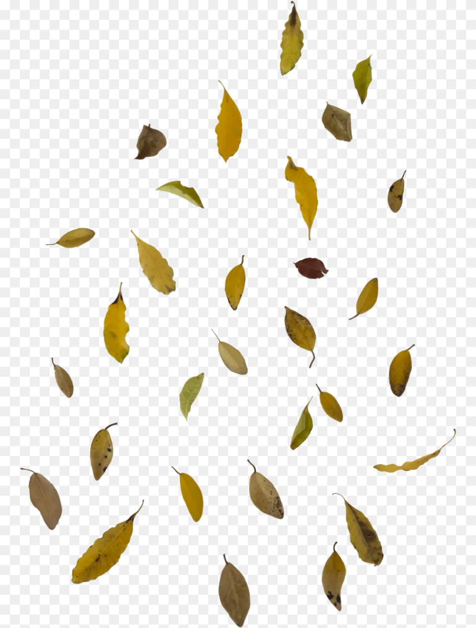 Falling Autumn Leaves Image Falling Leaves Transparent, Leaf, Plant, Flower, Petal Free Png Download