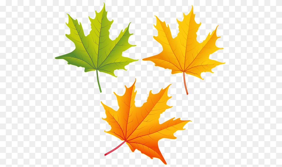 Falling Autumn Leaves High Quality Image Arts, Leaf, Plant, Tree, Maple Leaf Png