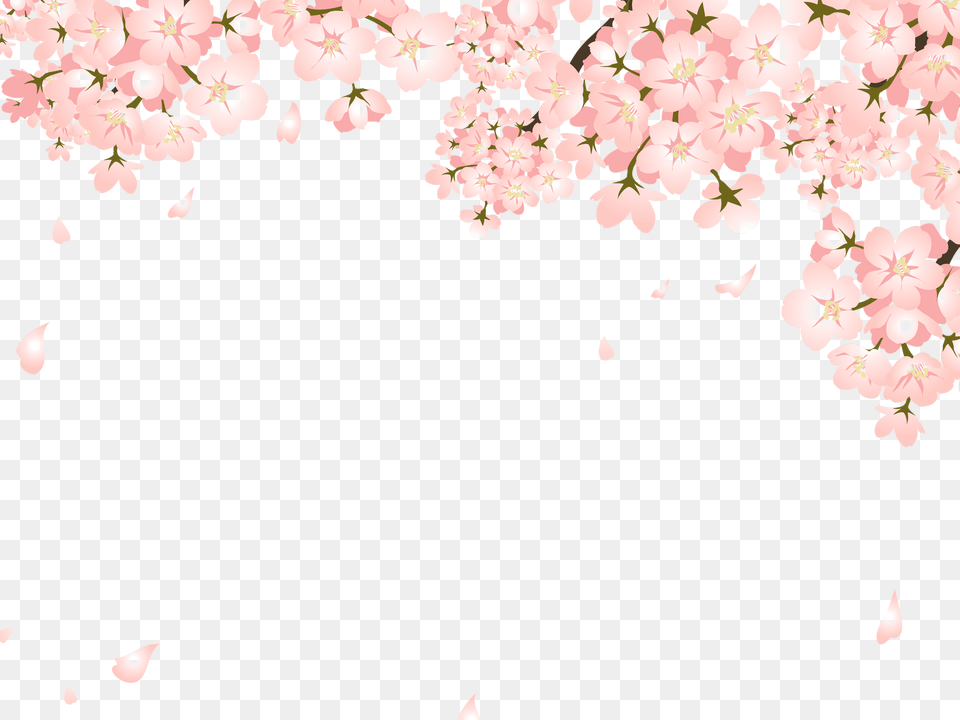 Falling Cherry Blossom, Flower, Petal, Plant, Cherry Blossom Png