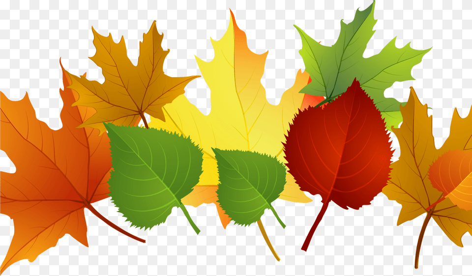 Falling Clipart Autumn Leaf Autumn Leaves Clipart, Plant, Tree, Maple Leaf, Maple Png
