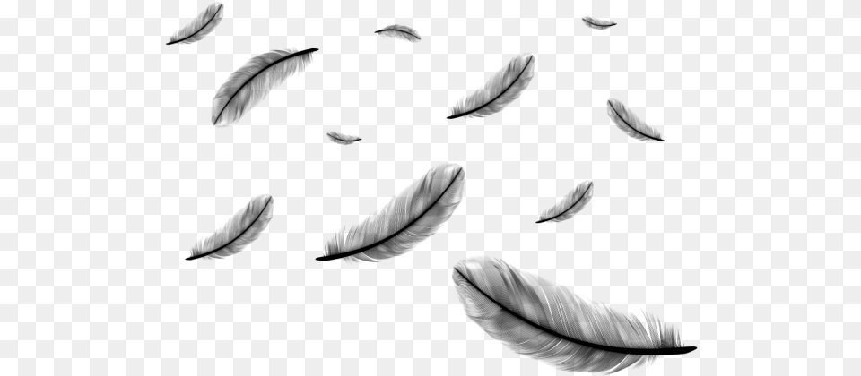 Falling Feathers, Gray Free Png Download