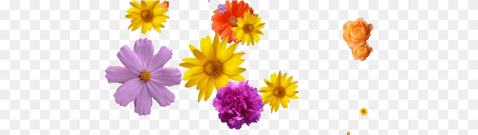Falling Flowers Gif Transparent, Daisy, Flower, Petal, Plant Free Png