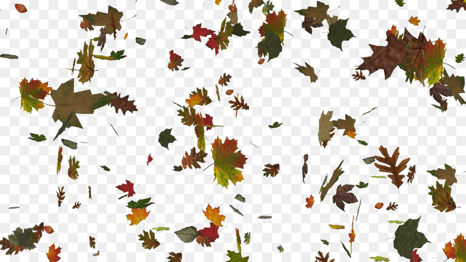 Falling Leaf Image Animated Falling Leaves Background, Plant, Tree, Maple Leaf, Maple Free Transparent Png