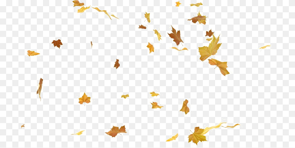 Falling Leaf Photos Stock Footage Png Image