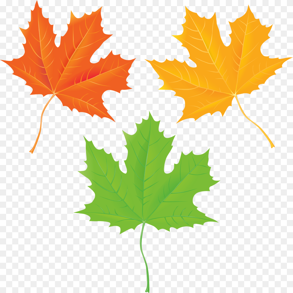 Falling Leaves, Leaf, Plant, Tree, Maple Free Png Download
