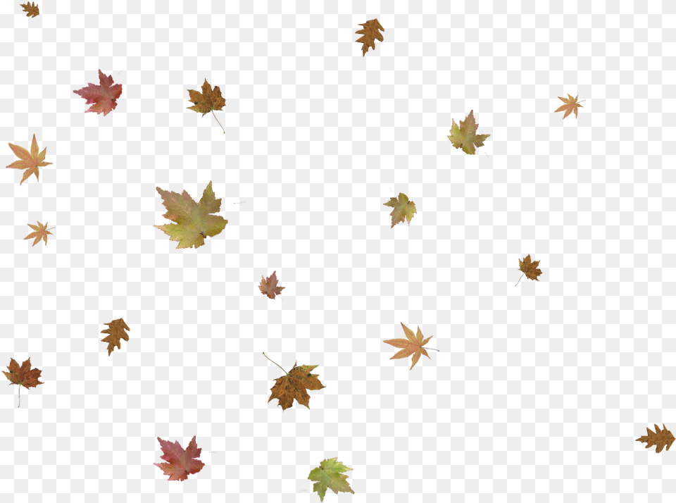 Falling Leaves Autumn Leaf Falling, Plant, Tree, Maple, Maple Leaf Png Image