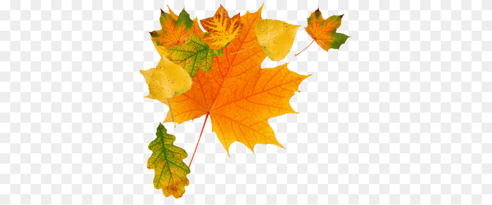 Falling Leaves Autumn Leaves, Leaf, Plant, Tree, Maple Png Image