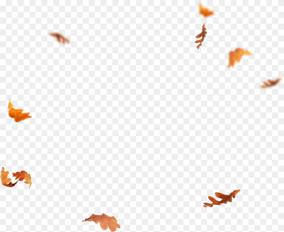 Falling Leaves Autumn Leaves Falling, Leaf, Plant, Tree, Person Png