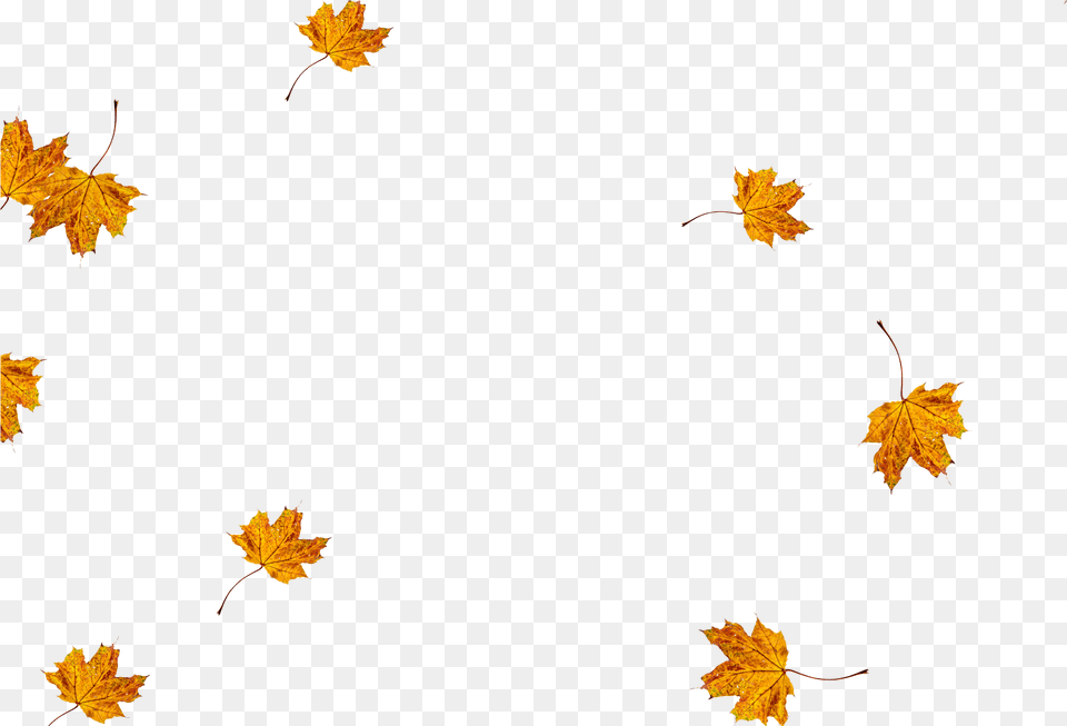 Falling Leaves For Photoshop, Leaf, Plant, Tree, Maple Leaf Free Transparent Png
