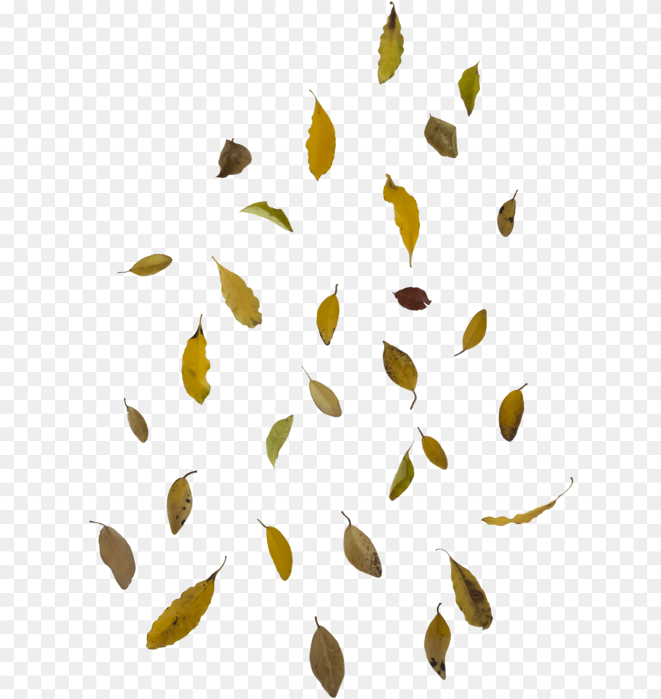 Falling Leaves Leaf, Plant, Flower, Petal Free Transparent Png