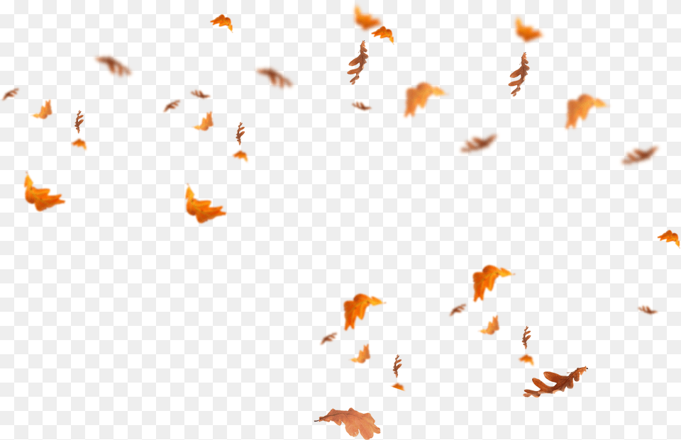 Falling Leaves Transparent Fall Leaves Overlay, Leaf, Plant, Person Free Png Download
