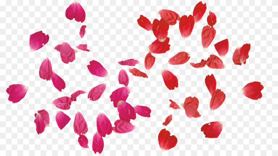 Falling Leaves Transparent Transparent Pictures, Flower, Petal, Plant Png Image