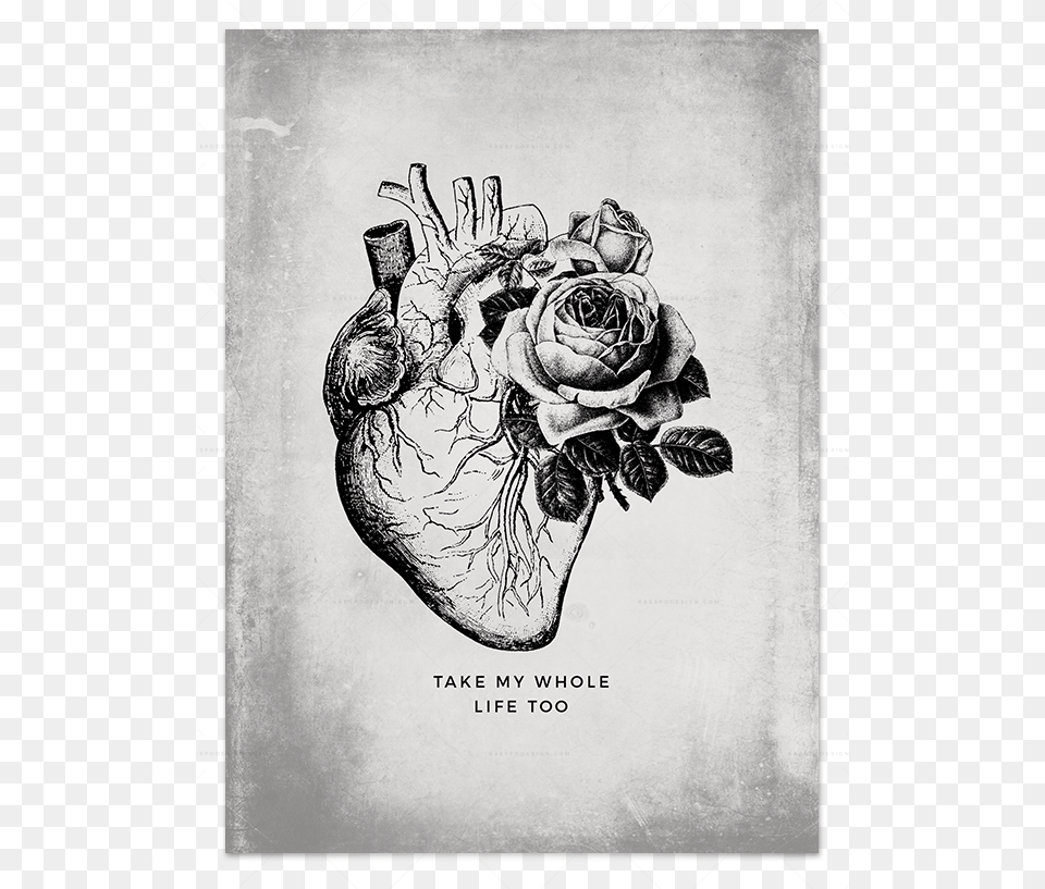 Falling Love Heartpng Anatomical In Art Prints Can T Help Falling In Love Dibujo, Drawing, Flower, Plant, Rose Free Png