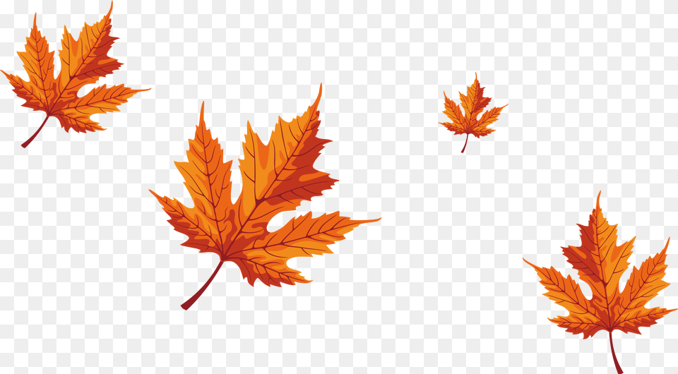 Falling Maple Leaves Download Falling Maple Tree Leaves, Leaf, Plant, Maple Leaf Free Transparent Png
