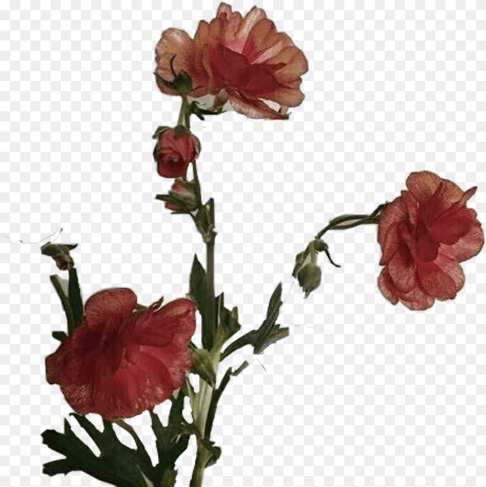 Falling Petals Flower Aesthetic Petal, Plant, Geranium, Rose Free Transparent Png