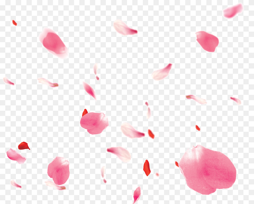Falling Petals Rose Petals Pink, Flower, Petal, Plant, Baby Free Png