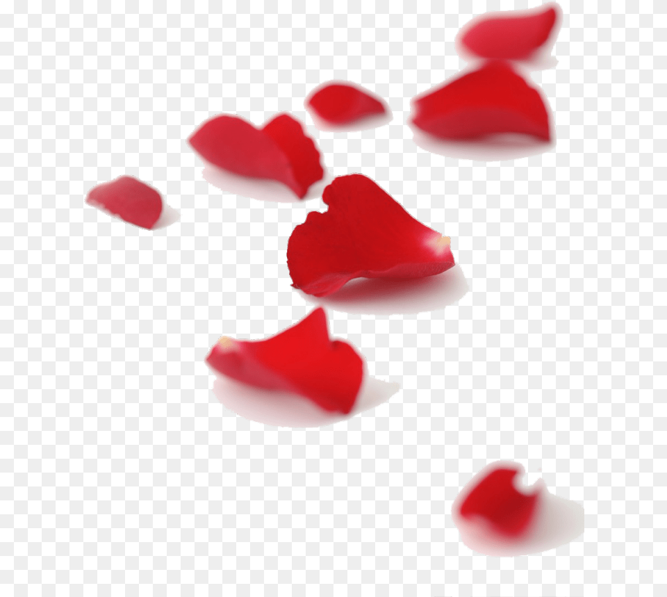 Falling Red Rose Petals, Flower, Petal, Plant, Baby Free Png