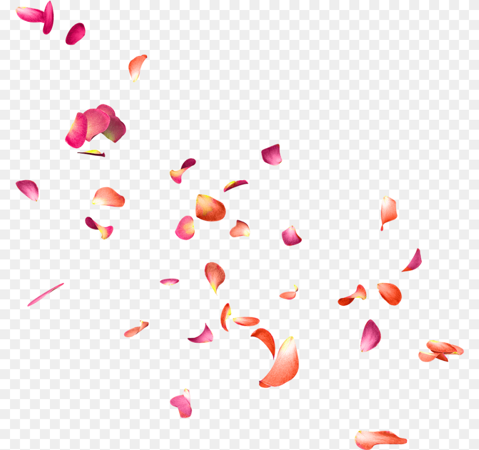 Falling Rose Petals Effects For Editing, Flower, Paper, Petal, Plant Png Image