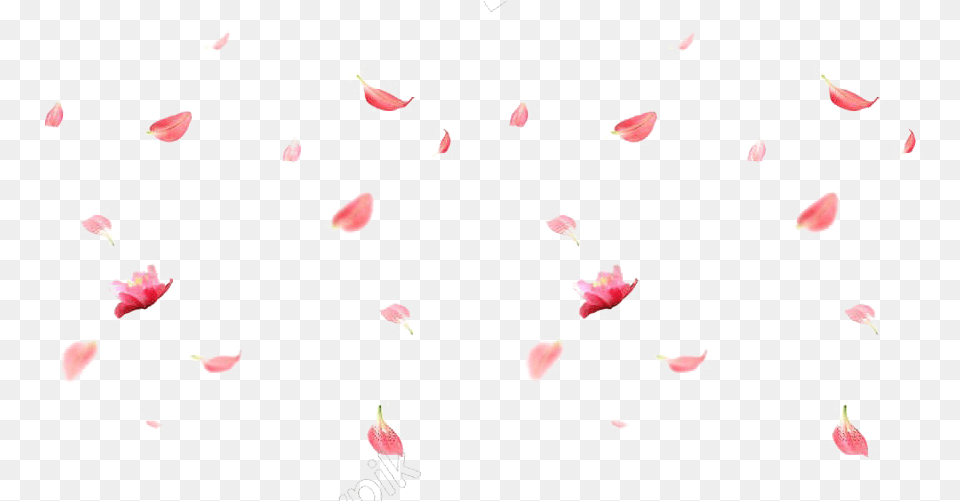 Falling Rose Petals Image Cherry Blossom Falling, Aircraft, Airplane, Transportation, Vehicle Free Png Download