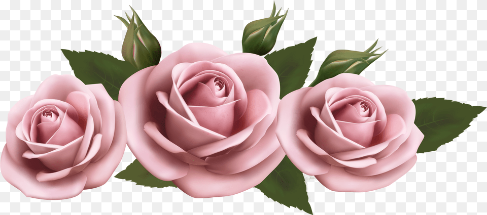 Falling Roses, Flower, Plant, Rose Free Png