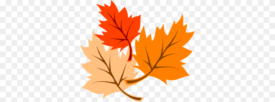 Fallleaves, Leaf, Plant, Tree, Maple Leaf Free Png