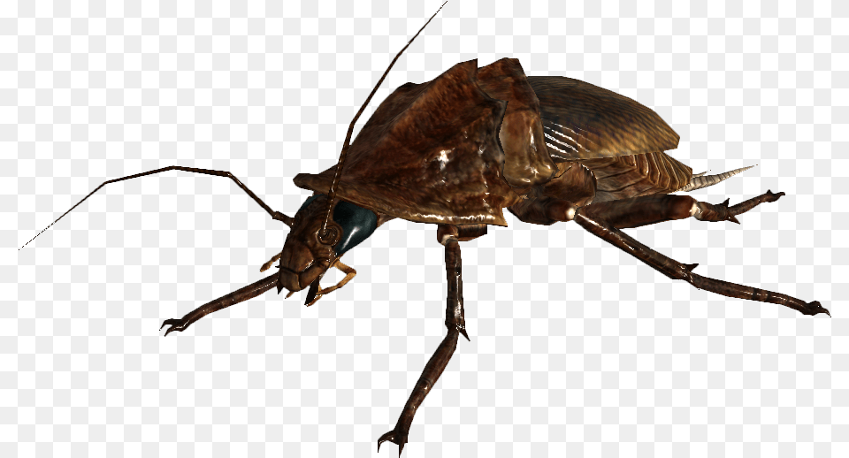 Fallout 3 Radroach, Animal, Insect, Invertebrate, Cricket Insect Free Png