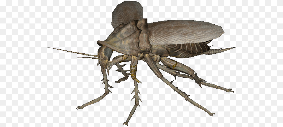 Fallout 4 Radroach, Person, Animal Free Png