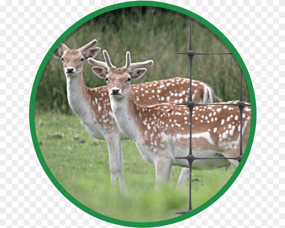 Fallow Deer, Animal, Mammal, Wildlife, Antelope Png Image